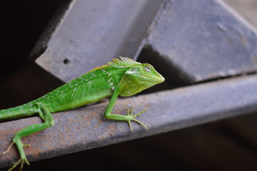 green lizards crawl on rusty iron