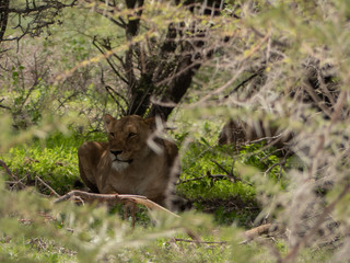 Female Lion in Etosha, Namibia