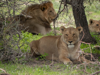 Naklejka na ściany i meble Large Male Lion and Female Lion in Etosha, Namibia