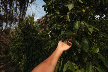 Hand of the farmer holding a raw green pepper which growing on a trees. Black pepper plants growing on plantation in Asia. Ripe green peppers on a trees. Agriculture in tropical countries.