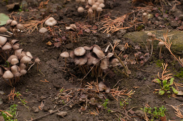 Wild mushroom growing in the garden.Natural