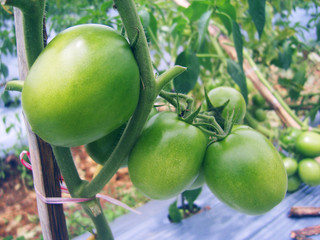 Fresh green tomatoes on the tree
