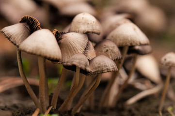 Wild mushroom growing in the garden.Natural
