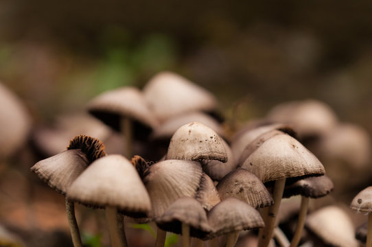 Wild mushroom growing in the garden.Natural