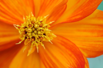 Colorful Flower Close Up Macro