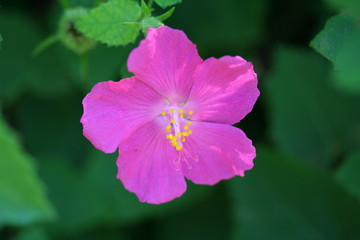Colorful Flower Close Up Macro