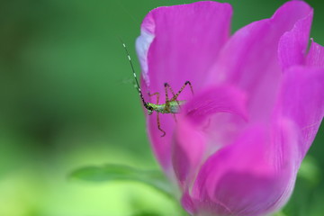 Colorful Flower Close Up Macro