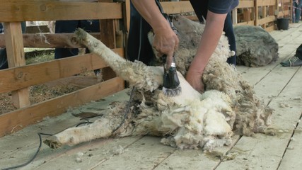 Men shearer shearing sheep at agricultural show in competition. The process by which wool fleece of a sheep is cut off. Electric professional sheep manual hair clipper sheep cutting shearing machine.