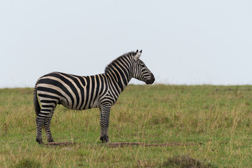 Fototapeta na wymiar A herd of Zebras grazing in the grasslands inside Masai Mara National Reserve during a wildlife safari
