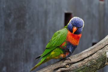 colorful parrot on a branch