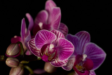 Fototapeta na wymiar rosa lila orchideen blüten vor schwarzem hintergrund im querformat platz für text