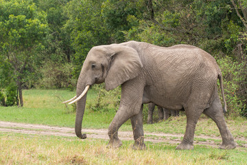 Fototapeta premium A baby elephant grazing in the plains of Africa inside Masai Mara National Reserve during a wildlife safari