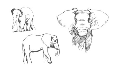 Drawing of elephants on a white background. Set with vector elephants. Sketch, drawing by hand.