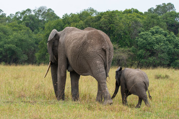Fototapeta premium Rodzina słoni pasących się cielętami na równinach Afryki w Rezerwacie Narodowym Masai Mara podczas safari z dziką przyrodą