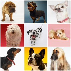 Collage of various pet dogs