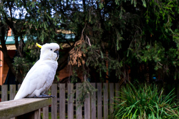 Cockatoo on a handrail, Great Ocean Road, Victoria, Australia