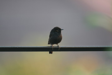 Beautiful Bird