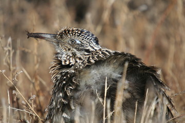 Beautiful Bird