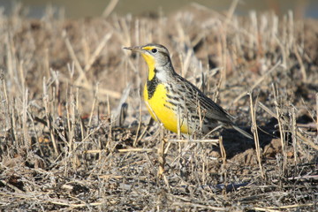 Beautiful Bird