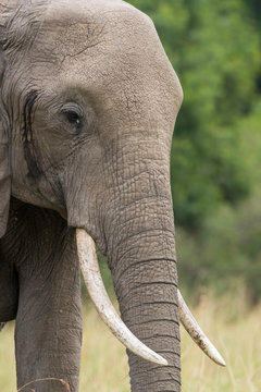 A closeup of elephant trunk while the herd was grazing in the plains of Africa inside Masai Mara National Reserve during a wildlife safari