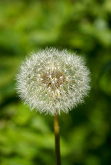 Dandelion flower with fluffy seeds.