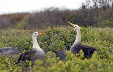 Galapagos islands native albatros dancing in the day