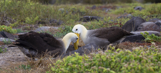 Galapagos islands native albatros dancing in the day