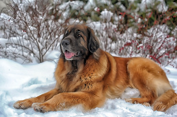 Leonberger on a background of a snowy winter forest - 312502005