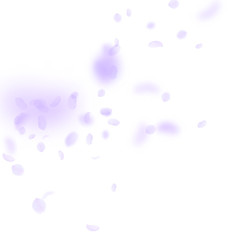 Violet flower petals falling down. Modern romantic