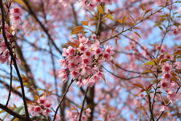 Nang Phaya Sua Krong or cherry blossoms in Thailand Looks like a small pink flower.