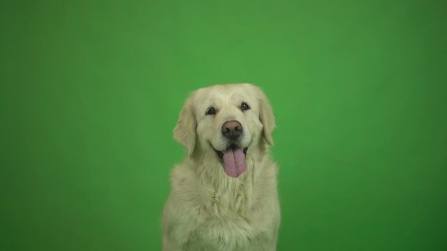 golden retriever portrait on green background
