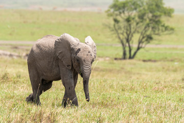 Obraz na płótnie Canvas A baby elephant grazing in the plains of Africa inside Masai Mara National Reserve during a wildlife safari