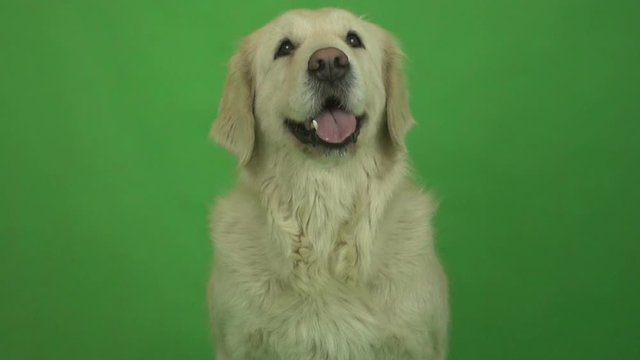 golden retriever portrait on green background
