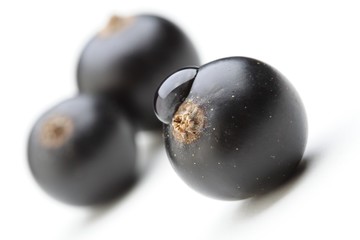 Black currants on white background