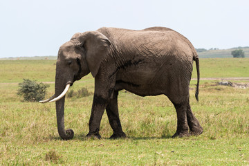 Fototapeta na wymiar A baby elephant grazing in the plains of Africa inside Masai Mara National Reserve during a wildlife safari