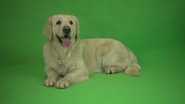 golden retriever lies on a green background