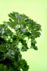Parsley