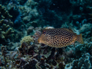 Female solar boxfish (Ostracion solorensis) hiding under a coral