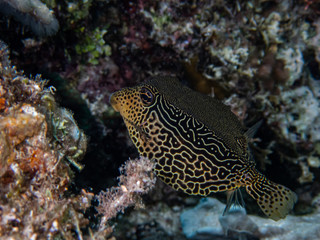 Fototapeta na wymiar Female solar boxfish (Ostracion solorensis) hiding under a coral