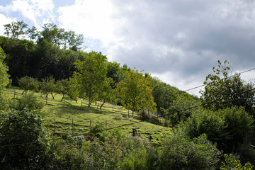 Obraz premium Landscape with trees and blue sky