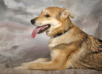 happy brown pooch dog on a winter background