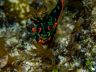 Colorful dorid nudibranch Kubaryana's Nembrotha (Nembrotha kubaryana) crawling on a stony coral, close up.
