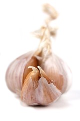 Garlic