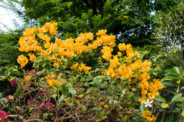 flower beauty