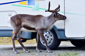 Bettelndes Rentier in Schweden
