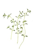 Thyme on white background - close-up