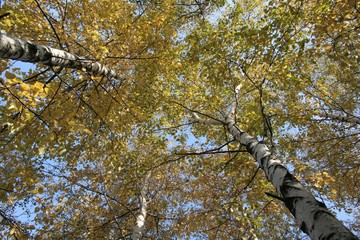Fototapeta premium Autumn colors in the park