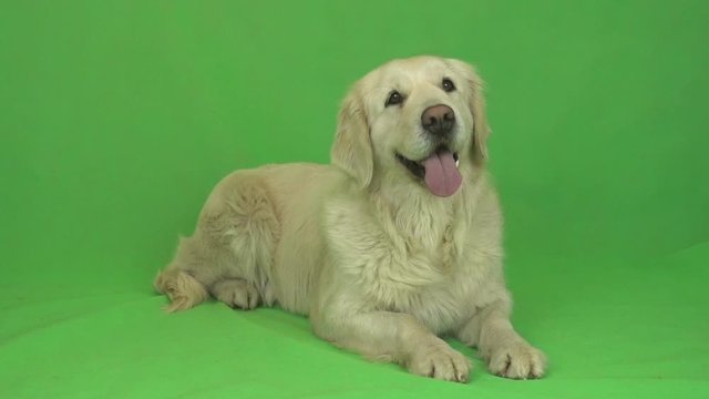 golden retriever lies on a green background