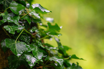 a close up macro photograph of wet ivy in a forest with a green blurred bokeh background