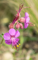 fiori in primo piano di geranium